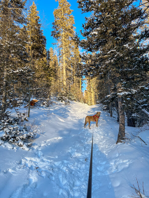 A dog is looking back on a snow-covered trail in the Taos Ski Valley. 