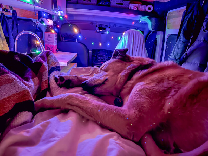 A dog sleeping in a cozy camper van with Christmas lights in the background